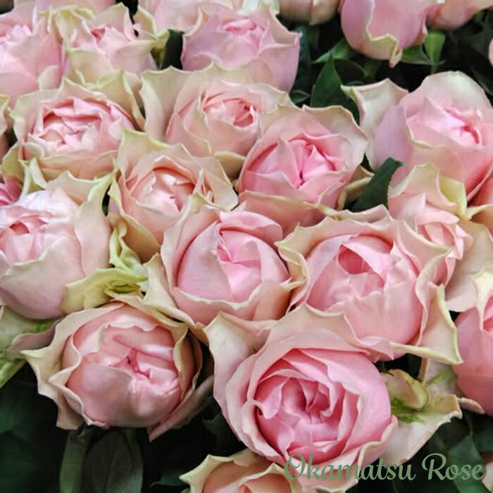 予約販売 バラ苗 バラ新苗 マロンフォレスト 契約品種 薔薇 ばら 国産苗 岡松ローズ オリジナル品種 2w..