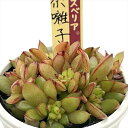 多肉植物 oriミックスベリア No.065 祭囃子 多肉植物 おらいさん苗 送料無料 エケベリア 6cmポット