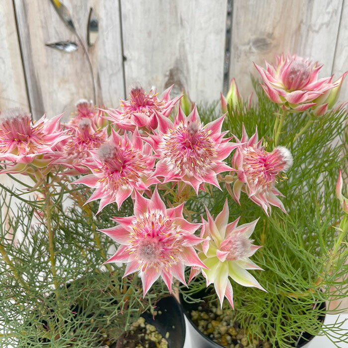 ジョーイセルリア プリティピンク 5号鉢 送料無料 オージープランツ 苗木 花木