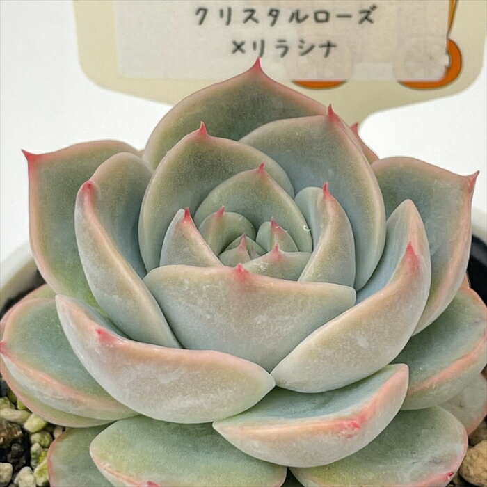 多肉植物 plkエケベリア クリスタルローズ×リラシナ 多肉植物 パルクさん苗 送料無料 エケベリア 6cmポットのサムネイル