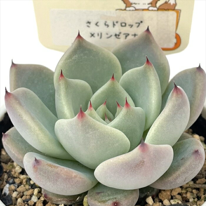 多肉植物 plkエケベリア さくらドロップ×リンゼアナ 多肉植物 パルクさん苗 送料無料 エケベリア 6cmポットのサムネイル