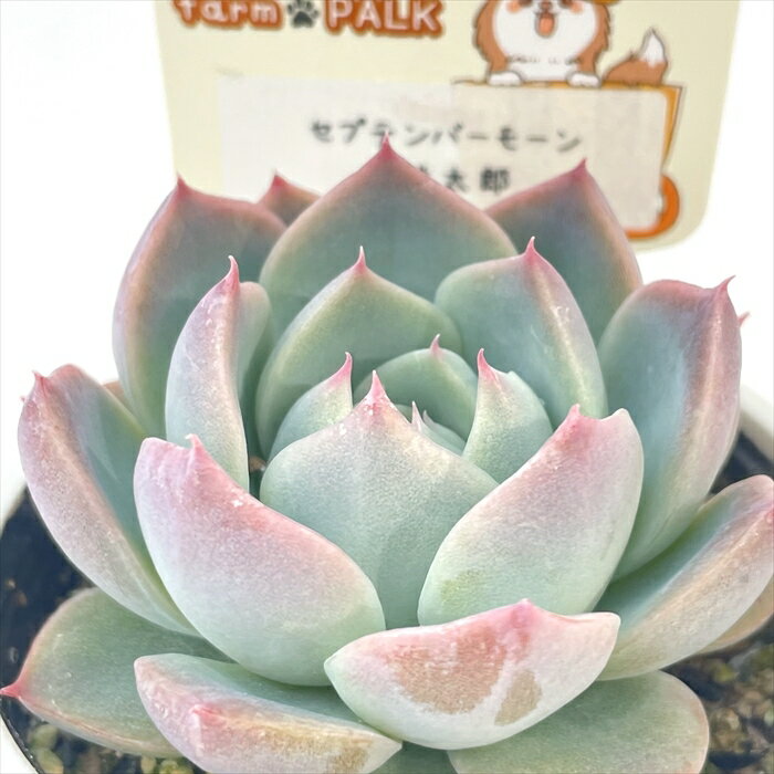 多肉植物 plkエケベリア セプテンバーモーン×桃太郎 多肉植物 パルクさん苗 送料無料 エケベリア 6cmポットのサムネイル