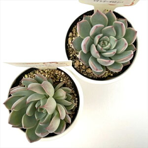 多肉植物 plkエケベリア リンゼアナ×ザラゴーサSPノバ 多肉植物 パルクさん苗 送料無料 エケベリア 6cmポット