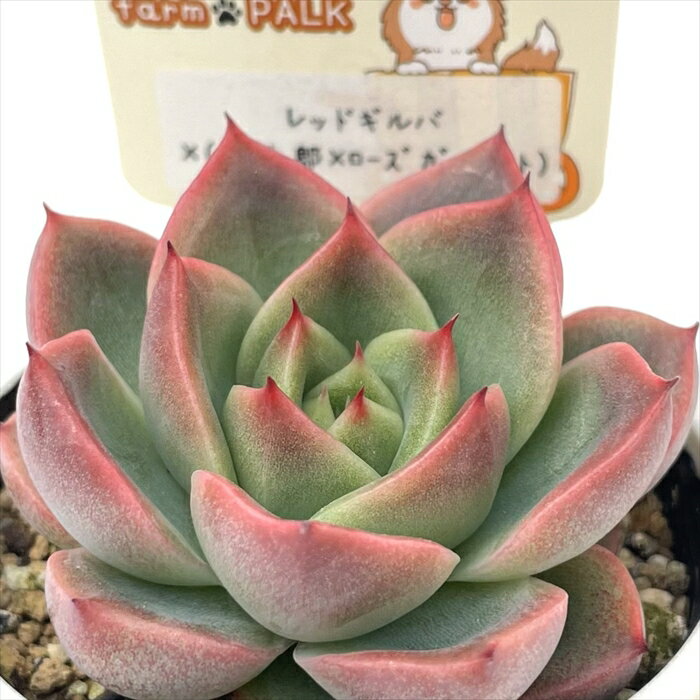 多肉植物 plkエケベリア レッドギルバ×（桃太郎×ローズガーネット） 多肉植物 パルクさん苗 送料無料 エケベリア 6cmポットのサムネイル