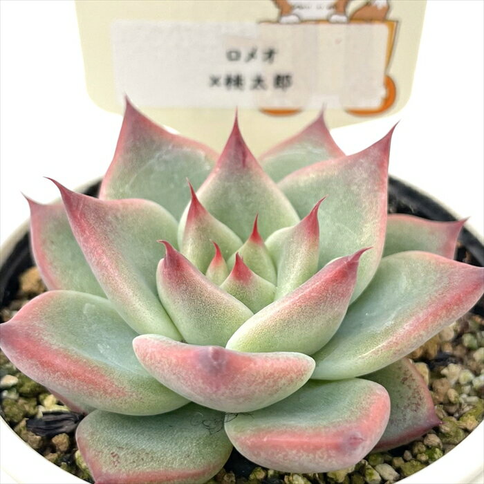 多肉植物 plkエケベリア ロメオ×桃太郎 多肉植物 パルクさん苗 送料無料 エケベリア 6cmポットのサムネイル