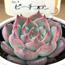 多肉植物 PAL nae セレクション No.004 ピーチコロン 多肉植物 パルクさん苗 送料無料 エケベリア 6cmポット
