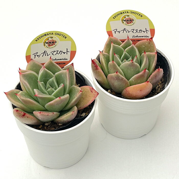 多肉植物 kswエケベリア アップルマスカット 柏屋商店さん苗 エケベリア 6cmポット