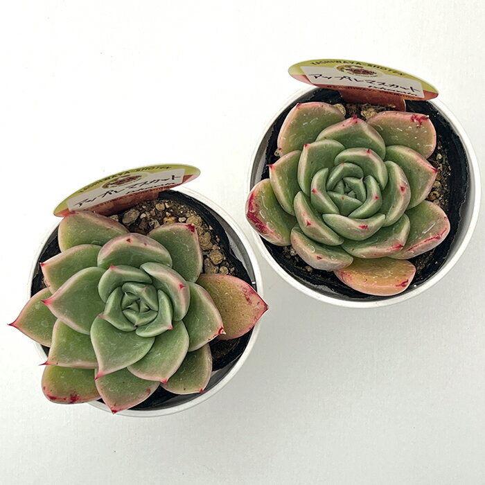 多肉植物 kswエケベリア アップルマスカット 柏屋商店さん苗 エケベリア 6cmポット