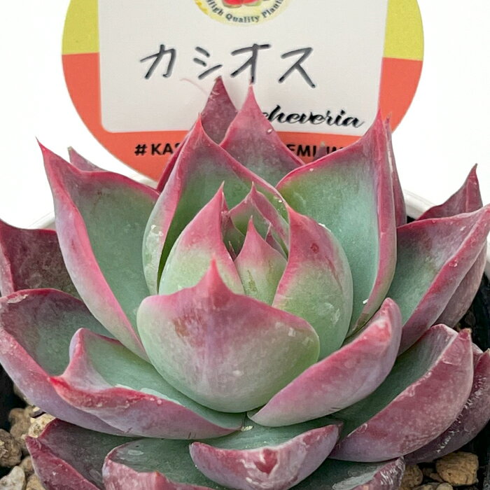 管理方法■　日当たり春秋型種 10℃〜25℃の過ごしやすい季節によく生長し、暑すぎたり、寒すぎる時期は休眠してしまいます。 生長期：2月〜6月・9月〜11月 休眠期：7月〜8月・11月〜1月■　水やり1春・秋は日当たりがよく、雨が当たらない風通しの良い場所に置く 2夏の直射日光は避ける 3水やりは生長期にたっぷり与え、休眠期には控える 4冬は室内の日当たりの良い場所で管理する■　サイズ・その他6cmポット 1ポット ※入荷時期により形や大きさが異なる場合がございますので、ご理解のうえお買い求めください。 ※鉢の色は変わる場合がございますのでご了承ください。■　ご確認ください◎下記エリアへのご注文は誠に勝手ながらキャンセルさせていただきます。 （北海道全域・伊豆諸島・小笠原諸島・鹿児島県奄美市・大島郡・長崎県対馬市・鹿児島郡・沖縄県全域他一部地域）　
