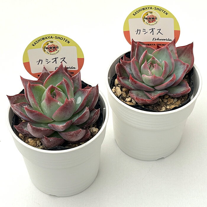 多肉植物 kswエケベリア カシオス 赤錦 柏屋商店さん苗 エケベリア 6cmポット