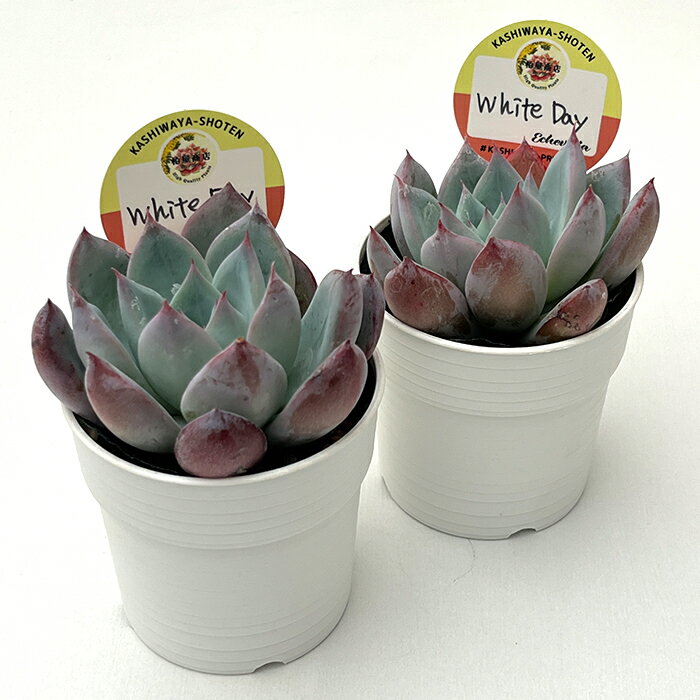 多肉植物 kswエケベリア White Day 柏屋商店さん苗 エケベリア 6cmポット