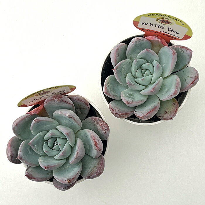 多肉植物 kswエケベリア White Day 柏屋商店さん苗 エケベリア 6cmポット
