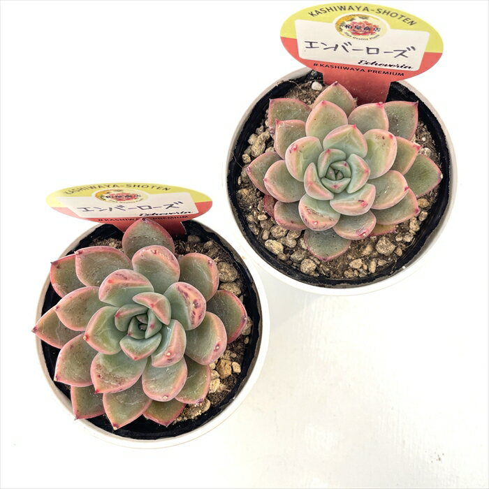 多肉植物 kswエケベリア エンバーローズ 柏屋商店さん苗 エケベリア 6cmポット