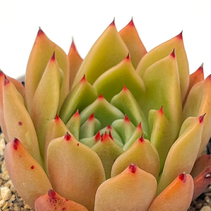 多肉植物 hxエケベリア 東雲×コロラータアテマハック 多肉植物 エケベリア 6cmポットのサムネイル