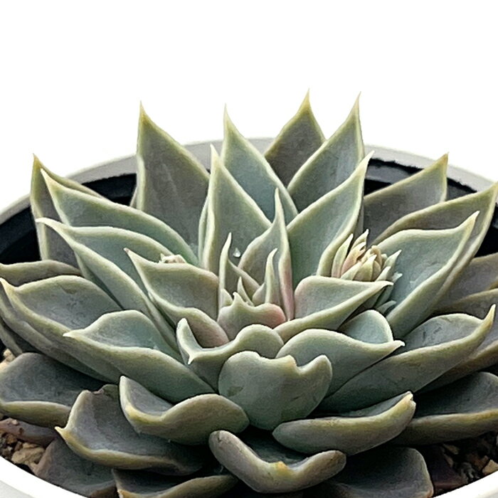 多肉植物 hxエケベリア シムランスラグナサンチョス×銀天女 多肉植物 エケベリア 6cmポットのサムネイル