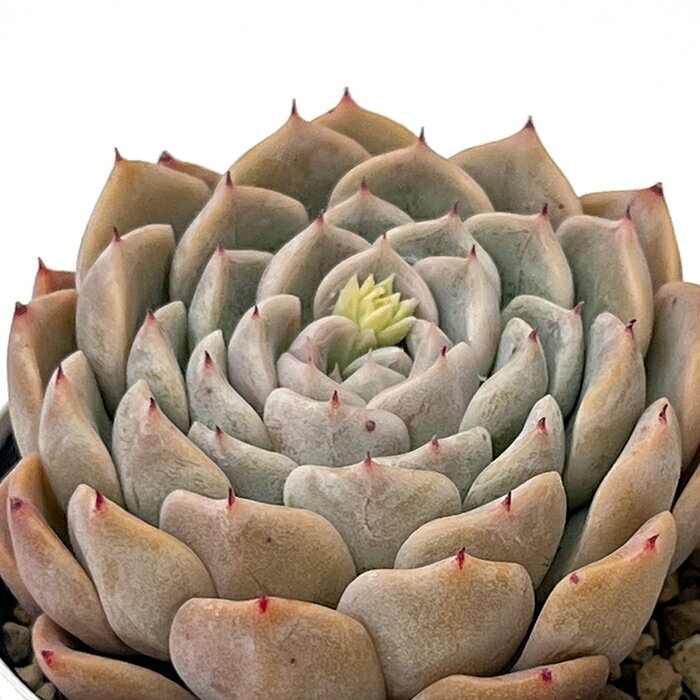 多肉植物 hxエケベリア 沙羅姫牡丹×リンゼアナ 多肉植物 エケベリア 6cmポットのサムネイル