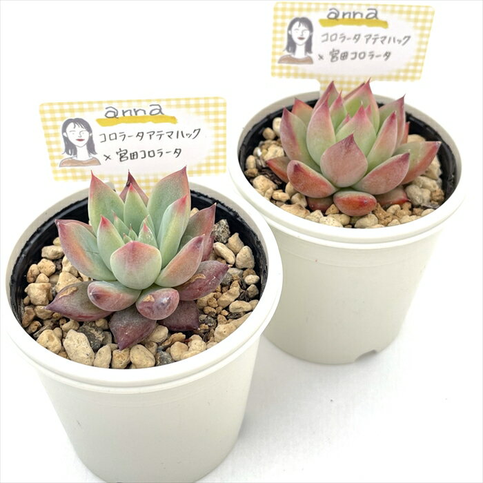 多肉植物 annaエケベリア コロラータアテマハック×宮田コロラータ 多肉植物 あんなさん苗 送料無料 エケベリア 6cmポット
