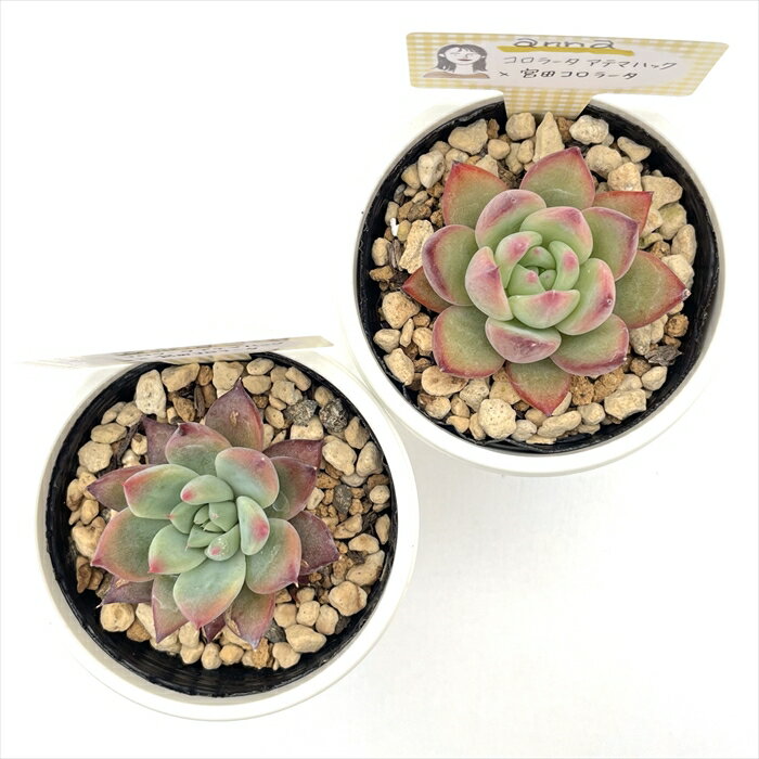 多肉植物 annaエケベリア コロラータアテマハック×宮田コロラータ 多肉植物 あんなさん苗 送料無料 エケベリア 6cmポット