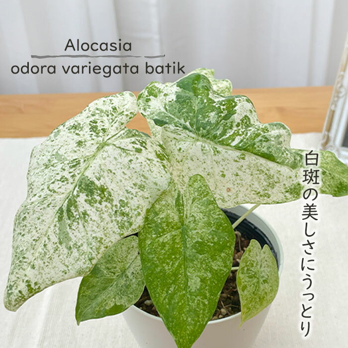 観葉植物 アロカシア オドラバリエガータ バティック 4号鉢 観葉植物 小型 小さい 室内 贈り物 プレゼント インテリア おしゃれのサムネイル