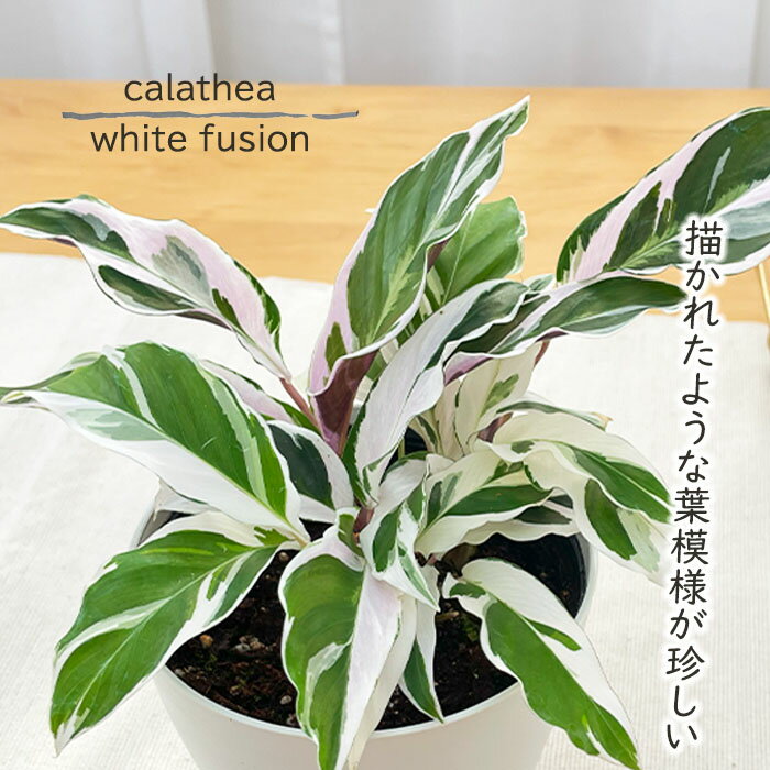 観葉植物 カラテア ホワイトフュージョン 4号鉢 送料無料 観葉植物 小型 小さい 室内 贈り物 プレゼント インテリア おしゃれのサムネイル