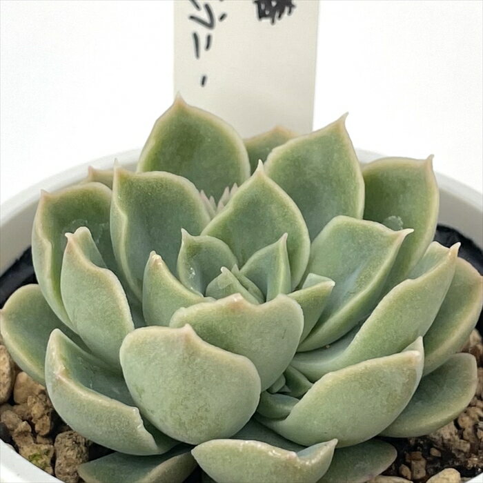 多肉植物 O’sエケベリア 霜椿×モラニー 多肉植物 O’s PLANTS オーズプランツさん苗 送料無料 エケベリア 6cmポットのサムネイル