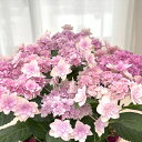 予約販売 アジサイ 弥呼明り ピンク 10.5cmポット ミコアカリ ハイドランジア 苗 花苗 苗木 あじさい 紫陽花 tsa 10月下旬以降発送