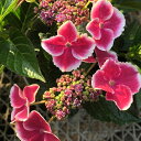 予約販売 アジサイ バリハイ 9cm~10.5cmポット 加茂 KAMOセレクション ハイドランジア 苗 花苗 苗木 あじさい 紫陽花 kbt 10月下旬以降発送