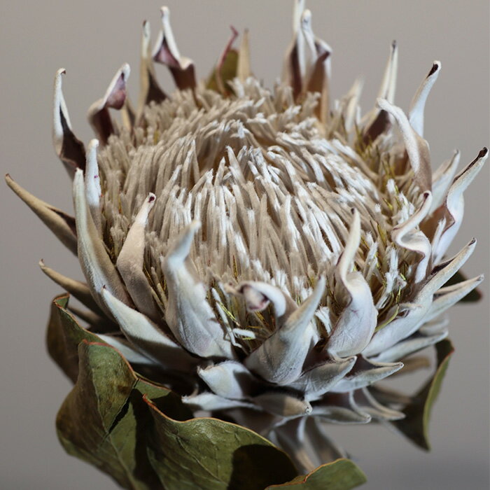 �ɥ饤�ե� ���󥰥ץ��ƥ� �ԥ� ����ƥꥢ ���� �ǥ����ץ쥤 ����ƥ����� ������� �İ��� ����� ����å� �֡��� �ֺ� �Ǻ� �ɥ饤�ե���� dfl