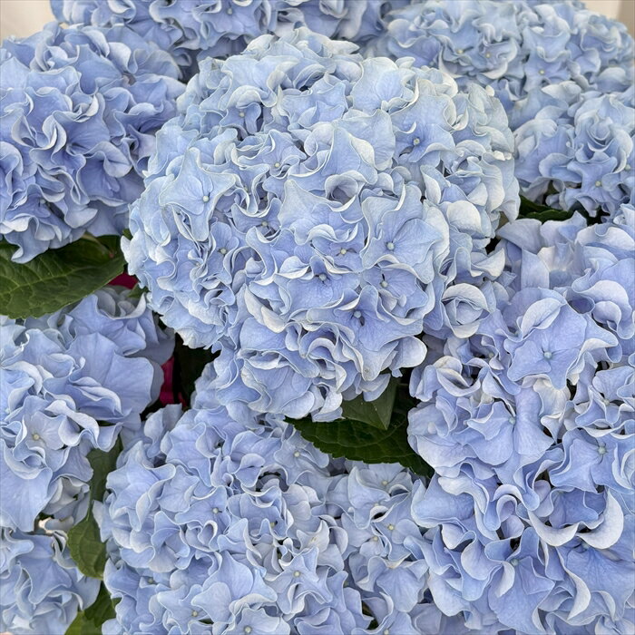 アジサイ ふるふる ブルー 10.5cmポット 岡田緑化 オリジナル ハイドランジア 苗 花苗 苗木 あじさい ..