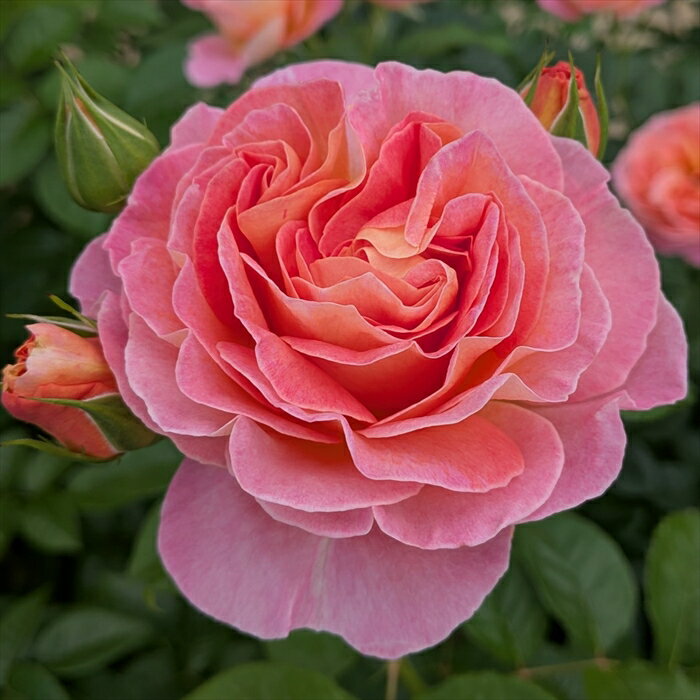 予約販売 バラ苗 バラ大苗 タンタウ ドルンブルガーシュロスローズ 品種登録出願中 薔薇 ばら 送料無料..