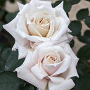 予約販売 バラ苗 バラ大苗 京成バラ園芸 希成(きなり) 品種登録出願中 薔薇 ばら 送料無料 京成バラ園 大苗 クリームベージュ kso 2月中旬以降発送