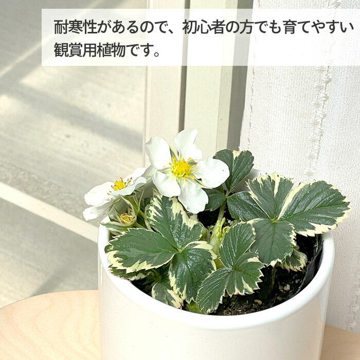 �ޡ��֥륹�ȥ��٥꡼ �� 9cm�ݥå� �����ꥤ���� ������ ���顼�꡼�� �����ǥ˥� ��