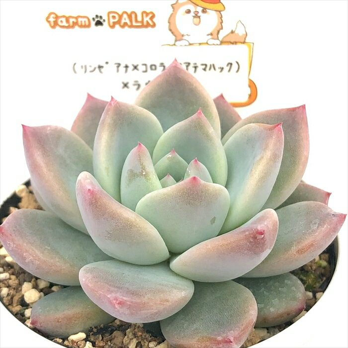多肉植物 plkエケベリア （リンゼアナ×コロラータアテマハック）×ラウリンゼ 多肉植物 パルクさん苗 送料無料 エケベリア 6cmポットのサムネイル