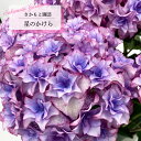 予約販売 アジサイ 星のかけら 9cm~10.5cmポット 登録品種 さかもと園芸 ハイドランジア 苗 花苗 苗木 あじさい 紫陽花 smt 10月下旬以降発送
