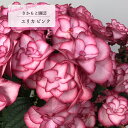 予約販売 アジサイ ユリカ YULIKA ピンク 9cm~10.5cmポット 登録品種 さかもと園芸 ハイドランジア 苗 花苗 苗木 あじさい 紫陽花 smt 10月下旬以降発送
