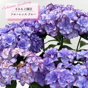 予約販売 アジサイ フローレンス ブルー 9cm~10.5cmポット 登録品種 さかもと園芸 ハイドランジア 苗 花苗 苗木 あじさい 紫陽花 smt 10月下旬以降発送