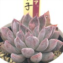 多肉植物 oriミックスベリア No.067 華切子 多肉植物 おらいさん苗 送料無料 エケベリア 6cmポット