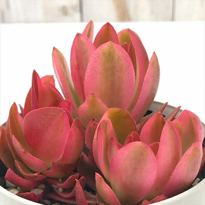 多肉植物 caクラッスラ 火祭りの光 多肉植物 クラッスラ 斑入り 錦 9cmポットのサムネイル