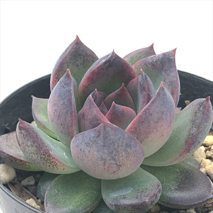 多肉植物 skエケベリア ブラックベアー 多肉植物 エケベリア 7.5cmポット