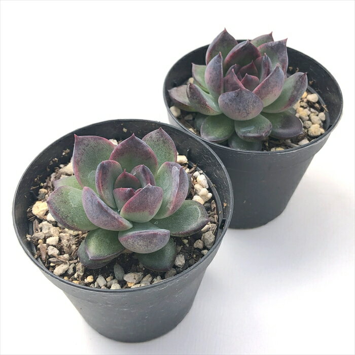 多肉植物 skエケベリア ブラックベアー 多肉植物 エケベリア 7.5cmポット