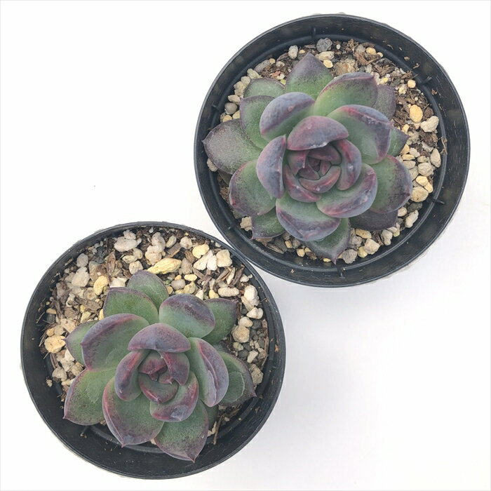 多肉植物 skエケベリア ブラックベアー 多肉植物 エケベリア 7.5cmポット