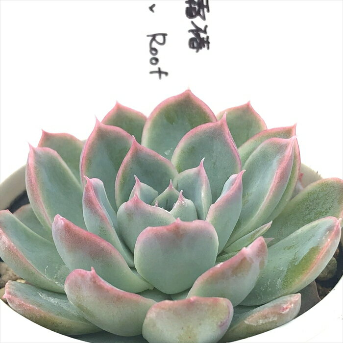 多肉植物 O’sエケベリア 霜椿×Roof 多肉植物 O’s PLANTS オーズプランツさん苗 送料無料 エケベリア 6cmポットのサムネイル