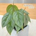 観葉植物 フィロデンドロン ソディロイ 7.5cmポット 観葉植物 小型 小さい 室内 贈り物 プレゼント インテリア おしゃれ むらかみ園芸 mef