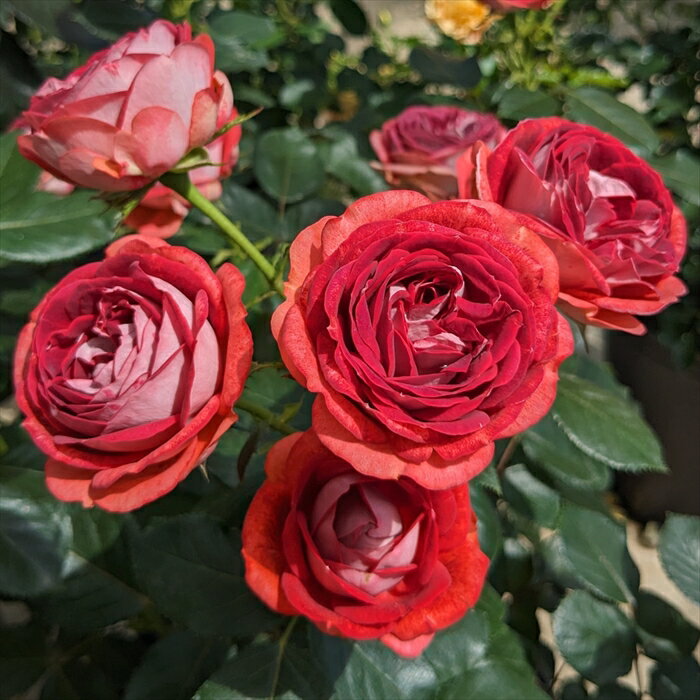 予約販売 バラ苗 バラ大苗 コルデス ストロベリーミスト 品種登録出願中 薔薇 ばら 送料無料 京成バラ園 大苗 赤 kso 2月中旬以降発送のサムネイル