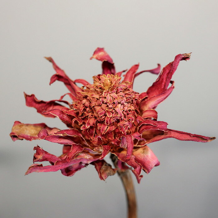 �ɥ饤�ե� �ȡ������󥸥㡼 ����ƥꥢ ���� �ǥ����ץ쥤 ����ƥ����� ������� �İ��� ����� ����å� �֡��� �ֺ� �Ǻ� �ɥ饤�ե���� dfl