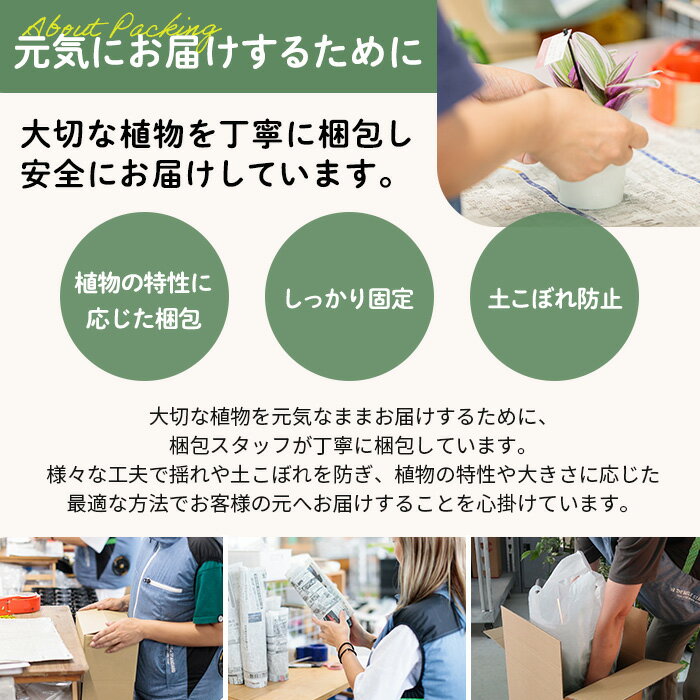 多肉植物 skエケベリア ホワイトゴースト 多肉植物 エケベリア 7.5cmポット