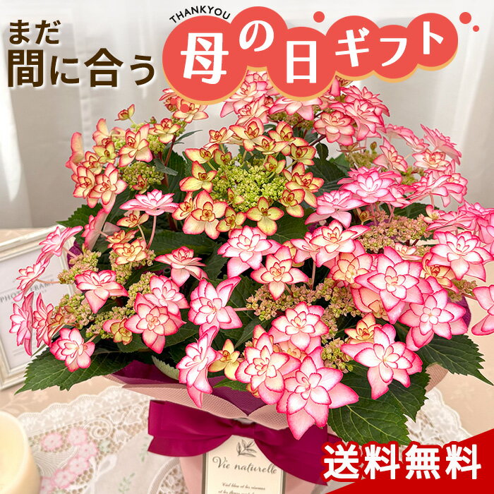 ＼まだ間に合う／ 母の日 プレゼント アジサイ ひな祭り ピンク 5号鉢 送料無料 母の日ギフト 花 鉢植え ガクアジサイ あじさい 紫陽花 ヒナマツリのサムネイル