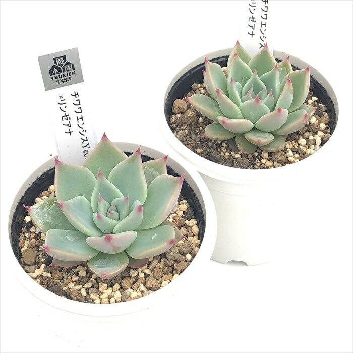 多肉植物 yukエケベリア チワワエンシスYecora×リンゼアナ 多肉植物 優木園さんの苗 送料無料 エケベリア 6cmポット