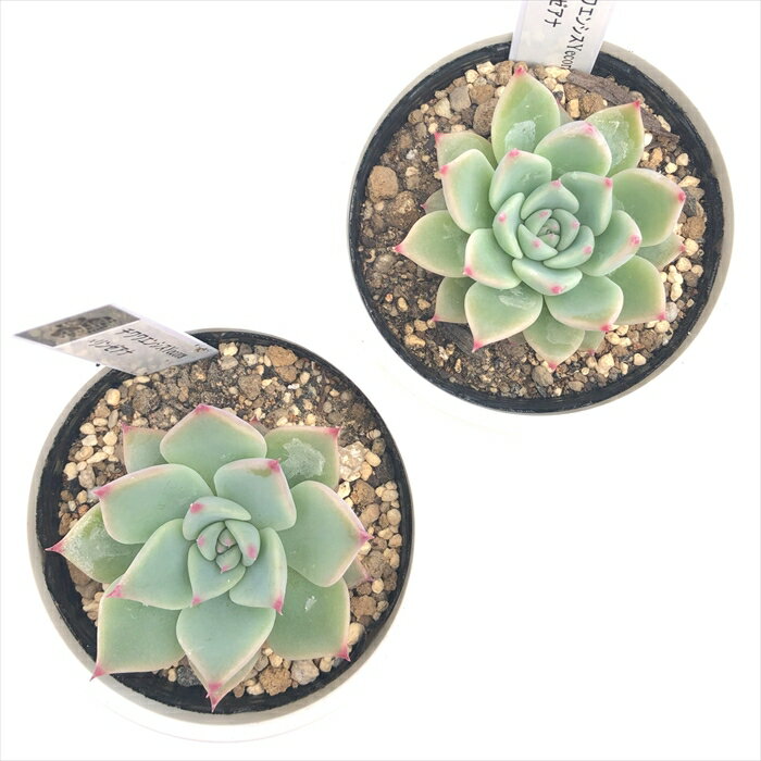 多肉植物 yukエケベリア チワワエンシスYecora×リンゼアナ 多肉植物 優木園さんの苗 送料無料 エケベリア 6cmポット