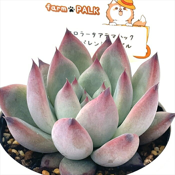 多肉植物 plkエケベリア コロラータアテマハック×トバレンシストバル 多肉植物 パルクさん苗 送料無料 エケベリア 6cmポットのサムネイル